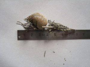 oothèque de mante religieuse