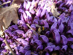 Fleurs de clandestines