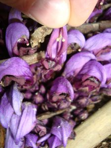 Fleurs de clandestine