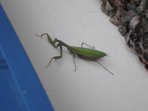 Les nuits d'été, on peut la trouver sur les murs, attirée par la lumière d'un éclairage extérieur