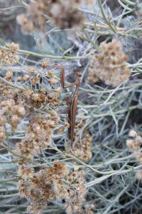 Mante religieuse (forme marron) sur une immortelle d'Italie